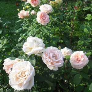 Intenzivan miris ruže - Ruža - Donatella® - 